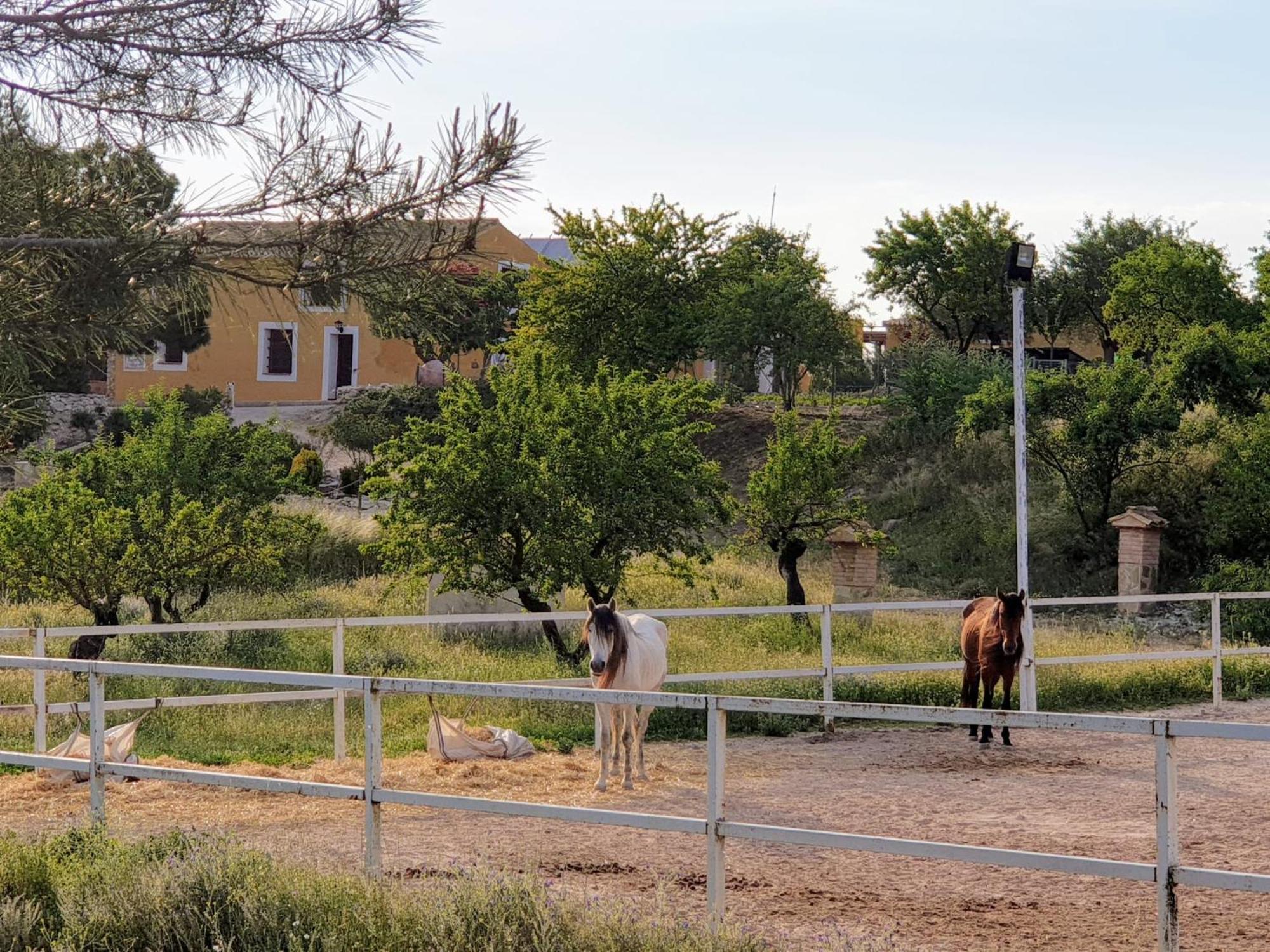 Complejo Rural Las Lomas De Biar Bagian luar foto